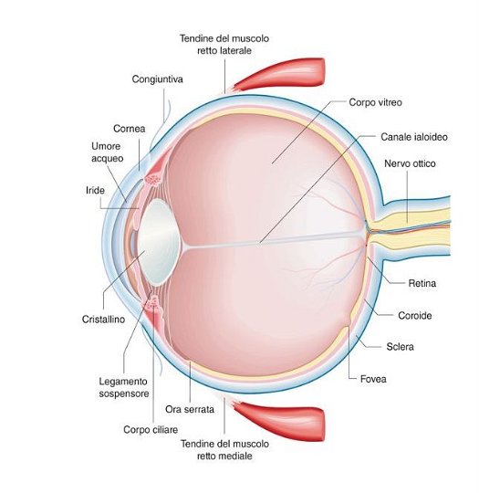 occhio normale