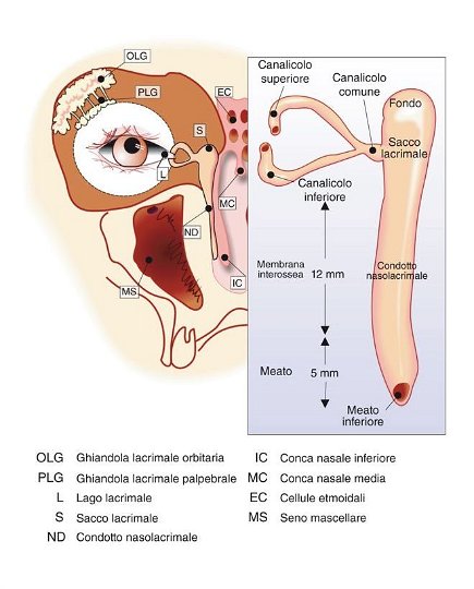 sistema lacrimale